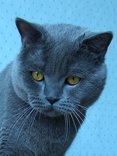 Голубой кот bellat