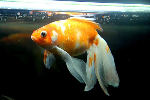 Золотая рыбка  bellat