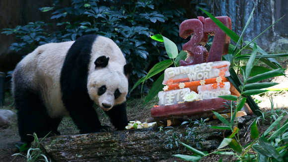 Самая старая панда в мире отпраздновала 37-й день рождения