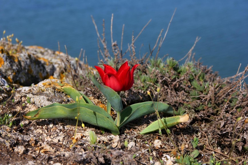Крым - родина тюльпанов.
Тюльпан Шренка считается одним из родоначальников первых культурных сортов. Малефисента