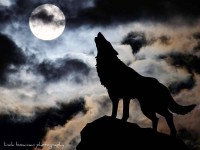 Одинокий волк  F