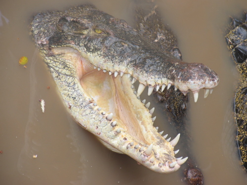 крокодил Dar