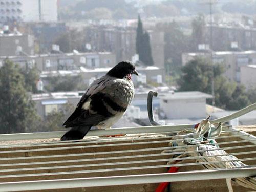 Вот эти "домашние птицы поневоле" :-) дважды нелегально выводили у меня на балконе птенцов. Потом приходится терпеть дикий шум пока они вырастут и улетят. Но не убивать же мелких... Юна