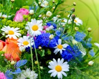 Summer flowers *
