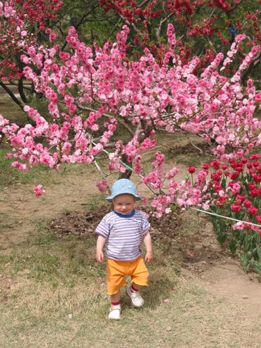 Мэйхуа за деревней цветет, в грушах, персиках буйная бродит весна.
(Mа Чжиюань) Синий Бумсик