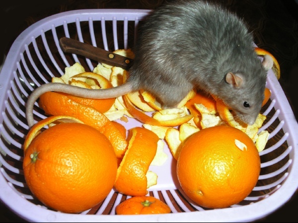 Крыса в апельсинах PartyzAnka