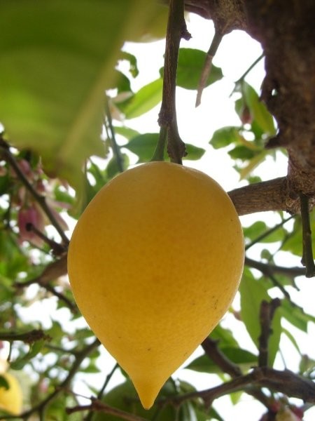 Это -жёлтенький лимон, витаминка в нём живёт, буквой "С" себя зовёт. musechka