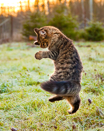 Чтобы побороть нечисть, заведите себе боевую летающую кошку! Она прогонит нечисть и будет верно охранять ваш покой :) Танютка ☀