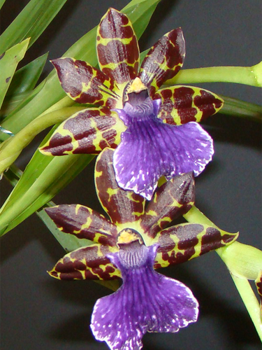 орхидея Меrky