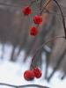 winter,s cherry BRILLANT