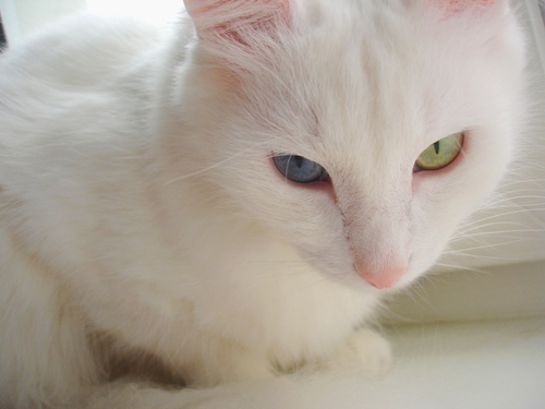 Ангорский кот(счастливый)) galion