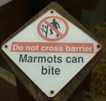 Marmot ***