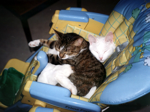 Спят усталые котенки Smartik