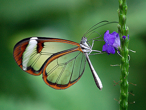 Бабочка прозрачная  Тинкербелл