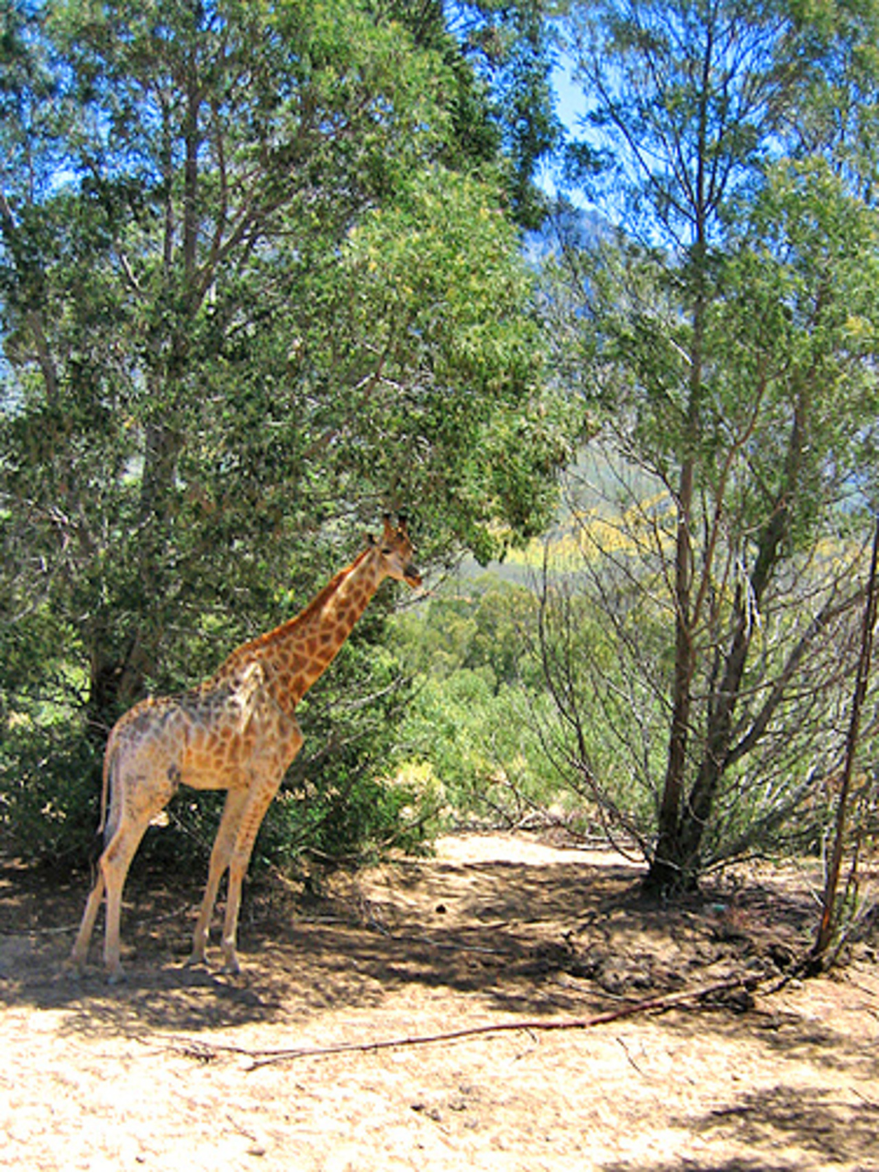 Пасущийся жираф  Тинкербелл
