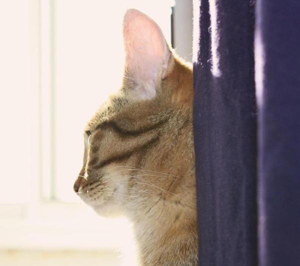 Кошка на окошке kannabesh
