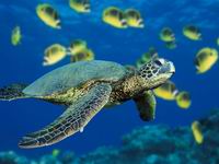 Морская черепаха *