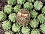 Hedgehog27