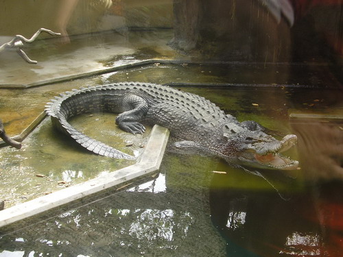 крокодильчик МариШШка