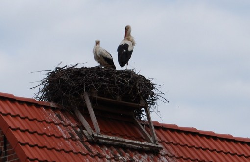 Гнездо аистов на крыше дома baba-jaga