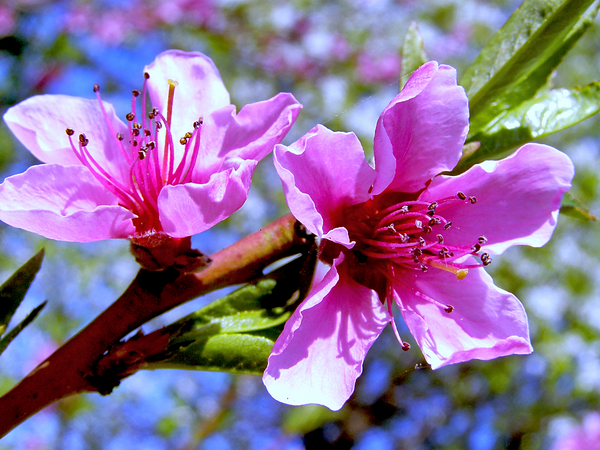 Майское цветение персика Aстра