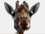 Жирафка F*