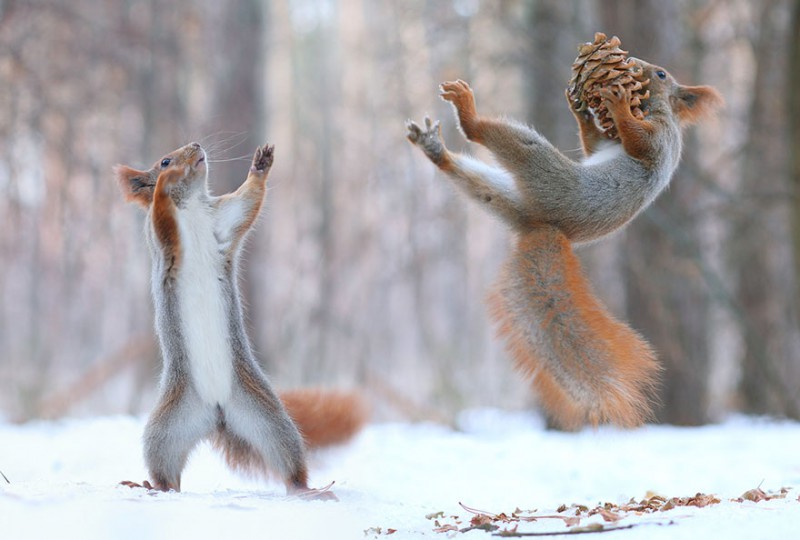 Милая фотосессия играющих белок от фотографа Вадима Трунова