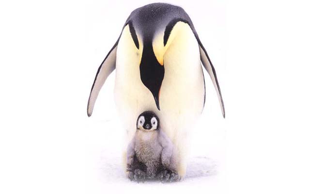 Как живут пингвины
