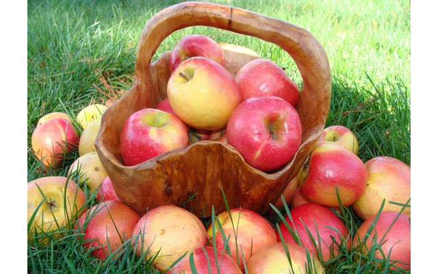 Доказано, что яблоки способствуют долголетию