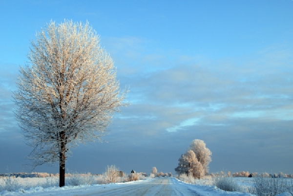 мороз и солнце, день чудесный... (Зима 2009 в Пушкиногорье) bienem