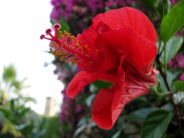 Цветы бывают разные, простые и скромные, но южные цветы зачастую вызывающе роскошны Koshara