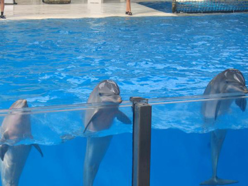Дельфины - большие умники!!!Дельфинарий в Брюгге.  Lav@nde