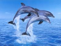 Dolphin4ik