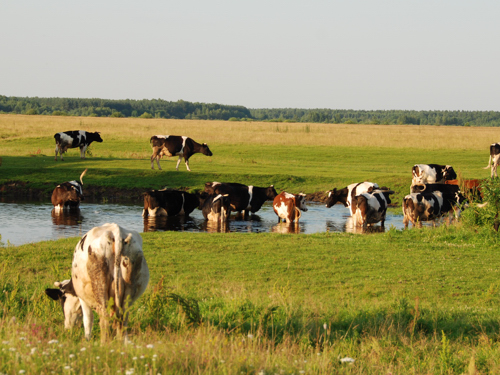 Белорусские коровы на закате Kuny@ (РК Бегущие по волнам 2-6 лет)