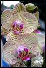 Orchidea2007 *