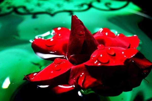 плавающая роза.. ༻naalya༺