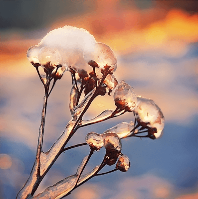Растения подо льдом Ylusik