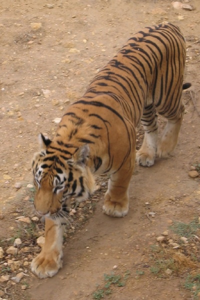 Тигр в Тунисском зоопарке Violavas