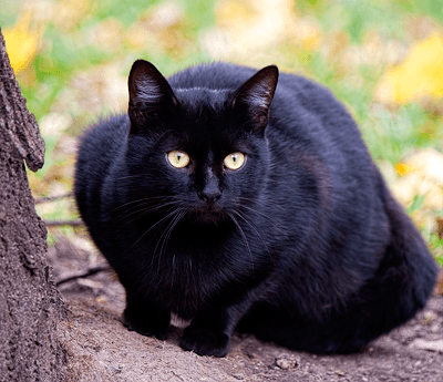 черный-черный кот ღ Marabu♛