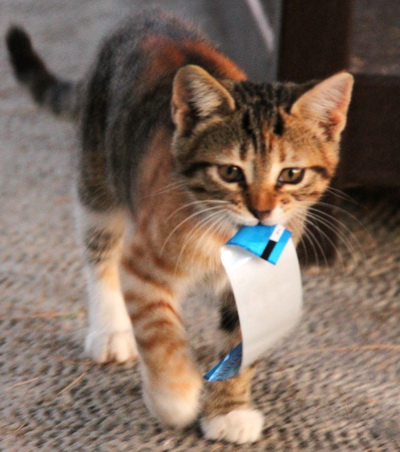 У лукоморья кот учёный, обзавёлся таким же умным и предприимчивым потомством. Вот пожалуйста, полюбуйтесь - продаёт билеты к лукоморью:-) 
 almartenson