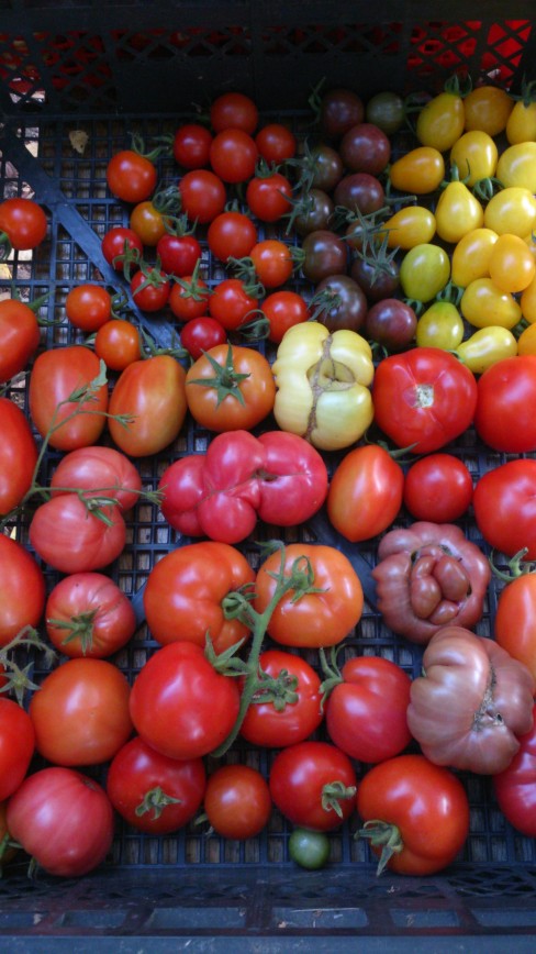 22.08.2015г.. Промежуточный съём урожая. Часть томатов уже в банках, часть дозревает, часть съета :)