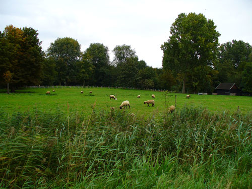 голландские овечки annasor