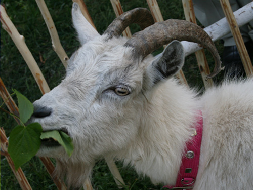 коза Diamida