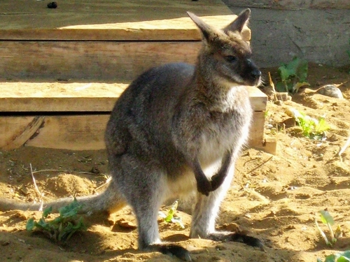 Детеныш кенгуру Налима