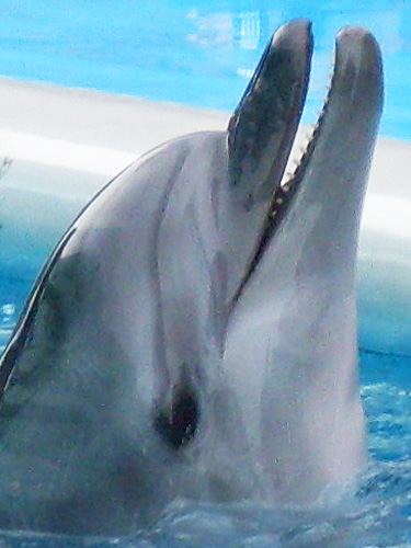 Дельфинчик. Оленька2502