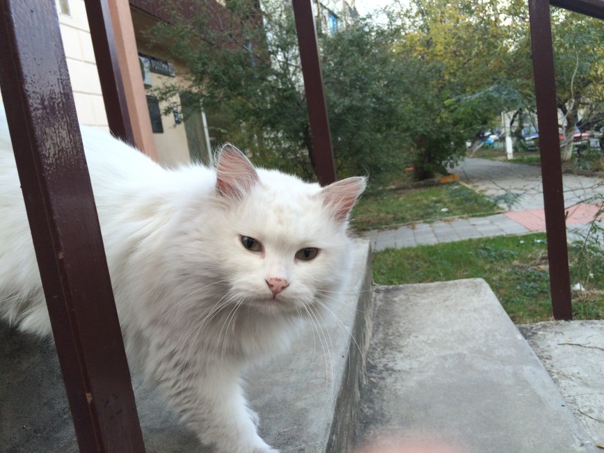 Кошка Сметанка, живет возле почтового отделения Amelie P.