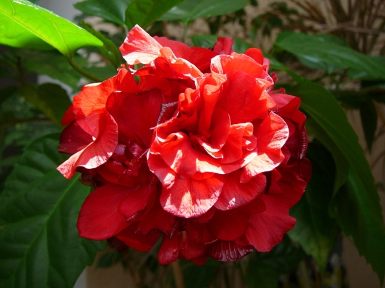 Махровая роза гибискус