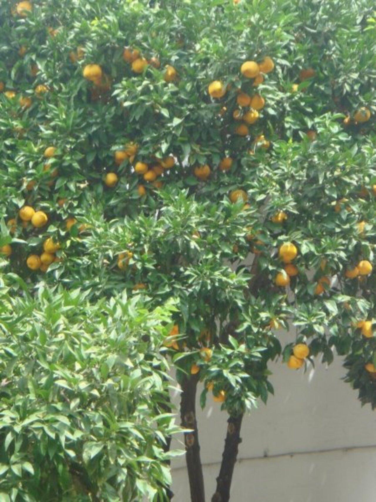 апельсины spokoinaya