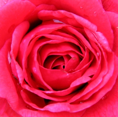 Роза - это цветок. А цветок, он и в Африке цветок:) НикитА♥