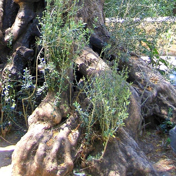Корни оливкового дерева. НикитА♥
